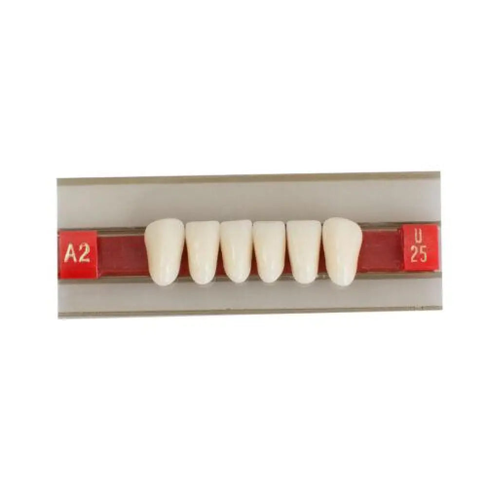 Genmine Transform Your Smile With Anterior Acrylic Resin Gu25 A2 Lower False Denture Teeth - Ideal